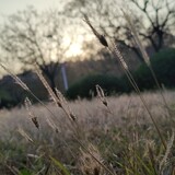 lisesn