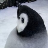 nuomijiu