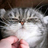 shisanchongyachongya