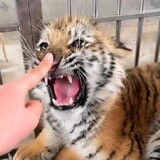 menghuguanchatiger