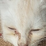 Erick yulanda p_5236