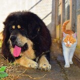 huangtaodehuob_____