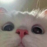 yibaiwanzhi___ovo