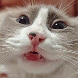 lililily_tomato
