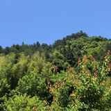 guanqiyanguaiyu