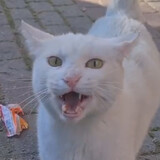 angrybigwhitecat