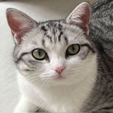 kedamiaom