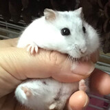 biscuit-hamster