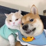jiuqingnami
