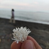 paulonamia