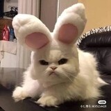 kaolayaozaoshuizzzzz