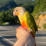 archibaldxiaotaiyang