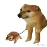 chixuegaoyaoyongshao