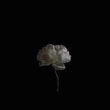 Achlys -19