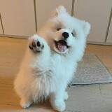 snh48-samoye