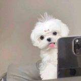 wai_zhenameshen