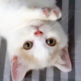 xiao___burangbao