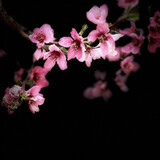 miaoshuiyun