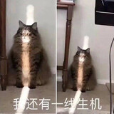 xiaolvzaishu