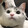 miaopimiao