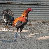 Damascus Gameyard