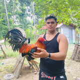 RCG GAMEFOWL