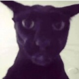 its the cat Larry