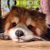 danhuanxiong