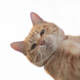 Wuliaodelaowangtou