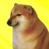 cheemskaixin