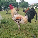nativeline