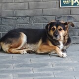 qingfengmingyuepori