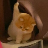 gejigujiya