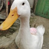 menghuantianyuanriji