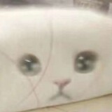 miaowuwuqwq