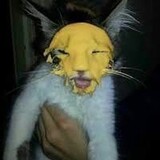 mustard cat