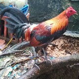 Jade Matthew Apelado