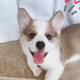 xiaohuameimeihepidan