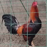 Black Beak Sweater