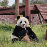 Xiongmaomamamemeda