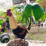 Dhanbackyard