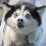 buqudepugongying