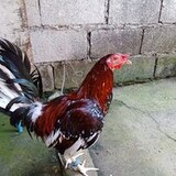 Jhong Pitao Casibua