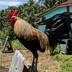 Svgamefarm