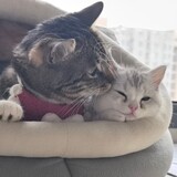 majiangbudamajiangya