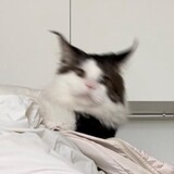 chishutiaoma_shutiao