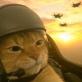 cat commander__