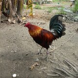 IBUDgamefowl