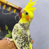 GBXP-bili_1808778441