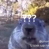 muichirotokitominh